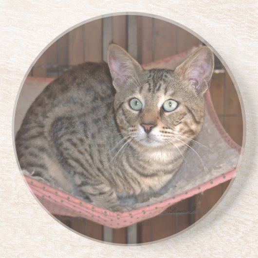 Cat reeks-Serval Savannah Cat-Onderzetter Zandsteen Onderzetter (Voorkant)
