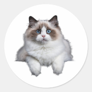 Cat. Ronde Sticker