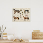 Cat Skeletal Muscular Anatomy Poster (Keuken)