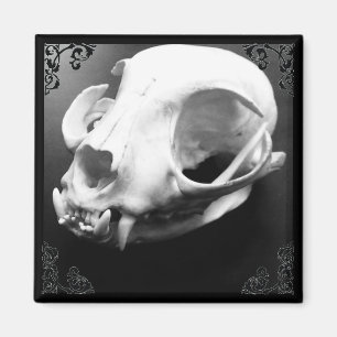 Cat Skull Taxidermy Gothic magnet Magneet
