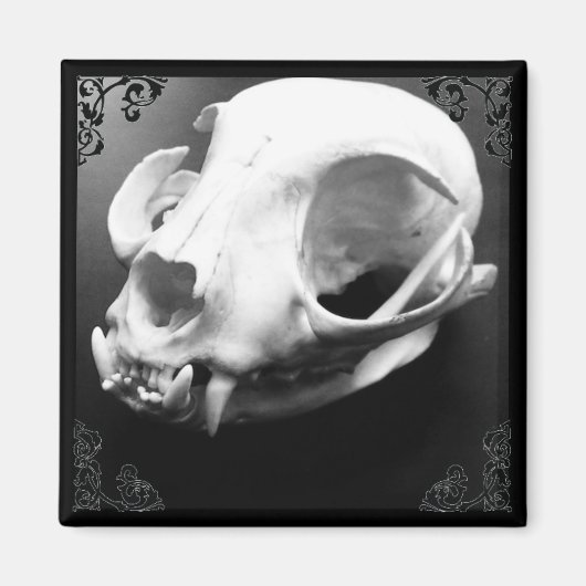 Cat Skull Taxidermy Gothic magnet Magneet (Voorkant)