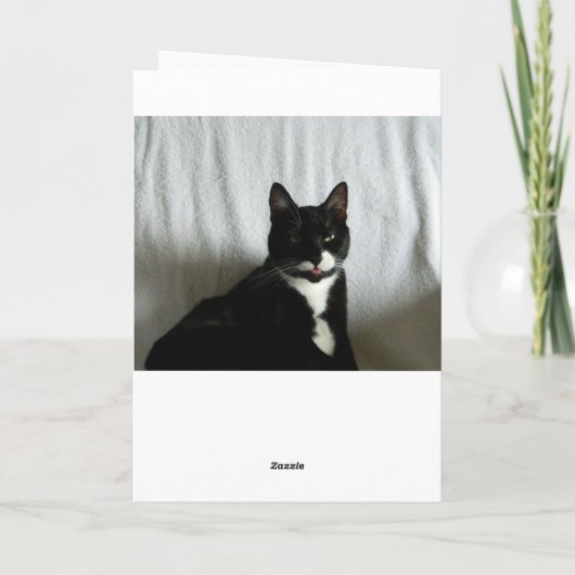 Cat Stare Down Verjaardag Kaart (Achterkant)