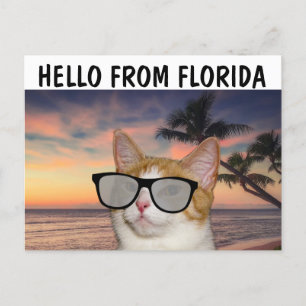 CAT SUR LA PLAGE BONJOUR DE FLORIDE Cartes postale