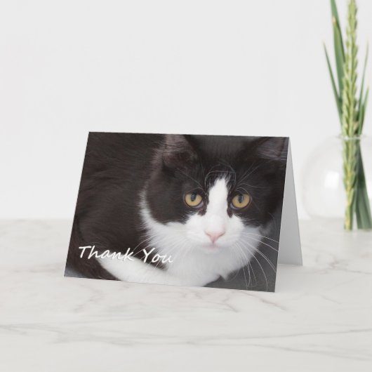Cat Thank You Card beroemd gemaakt door Focus for  Bedankkaart (Voorkant)