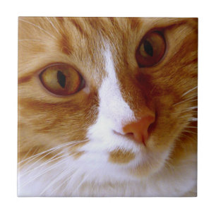Cat Tile sluiten Tegeltje