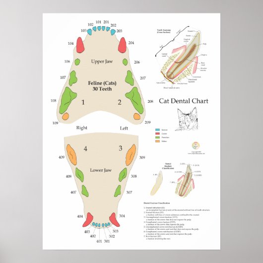 Cat Veterinary Dental Chart Poster (Voorkant)