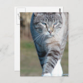 Cat Walk Briefkaart (Voorkant / Achterkant)