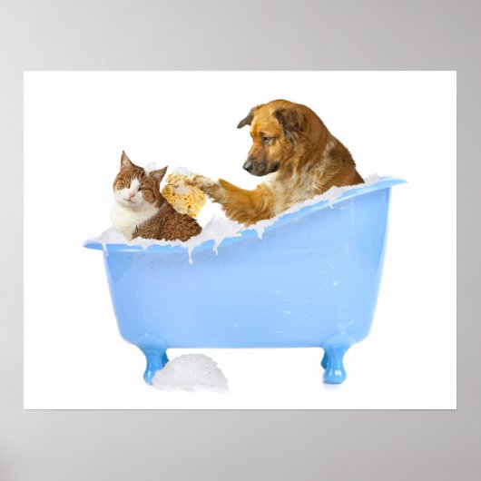 Cat- Wash Poster (Voorkant)