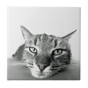 Cat Watching Tegel Tegeltje
