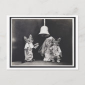 Cat Wedding  Oddity Briefkaart (Voorkant)