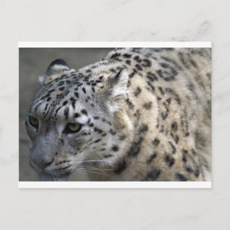 Cat Wild Snow Leopard Spots Destiny Natuur Briefkaart