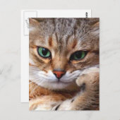 Cat with attitude briefkaart (Voorkant / Achterkant)