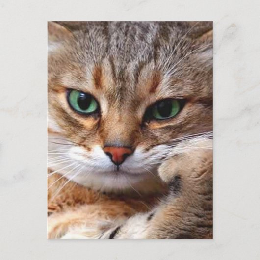 Cat with attitude briefkaart (Voorkant)