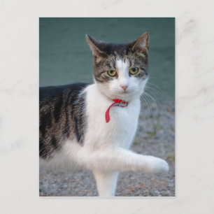 Cat zegt hi CC0215 Cute pet foto Briefkaart