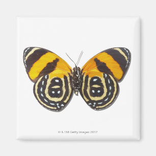 Catagramma cynosura magneet