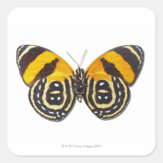 Catagramma cynosura vierkante sticker