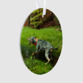 Catahoula et Hog sauvage (devant)