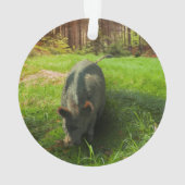 Catahoula et Hog sauvage (dos)