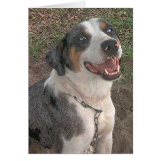 Catahoula Leopard Dog