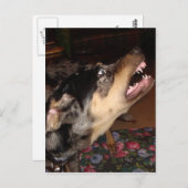 Catahoula Leopard Dog Briefkaart (Voorkant / Achterkant)