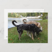 Catahoula Leopard Dog en Ausky Dog Sniffing Briefkaart (Voorkant / Achterkant)