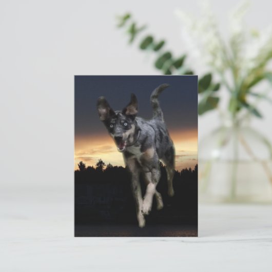 Catahoula Leopard Dog op zonsondergang Briefkaart (Staand voorkant)