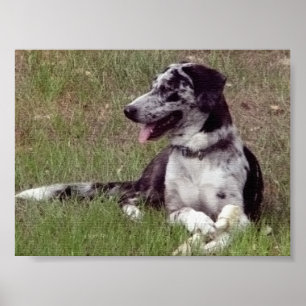 Catahoula Leopard Dog Poster
