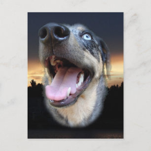 Catahoula Leopard Dog Sunset Briefkaart