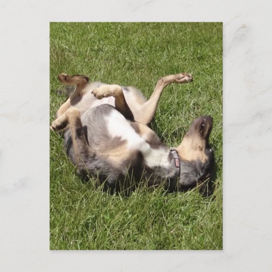Catahoula Leopard Hog Dog Rolling in Grass Briefkaart (Voorkant)