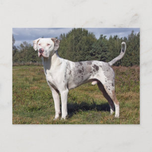 catahoula louisiana leopard briefkaart