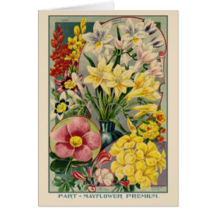 Catalogue vintage des semences de fleurs
