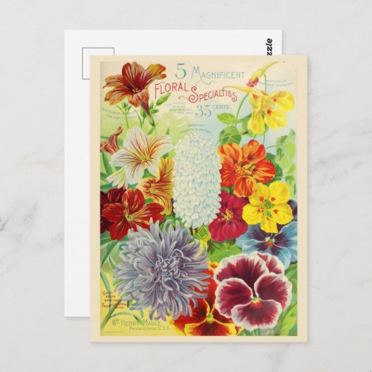 Catalogus kousenbloem briefkaart (Voorkant / Achterkant)