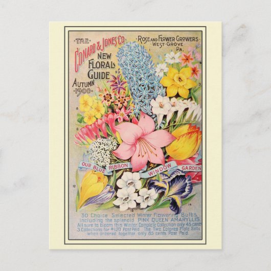 Catalogus  kousenbloem briefkaart (Voorkant)