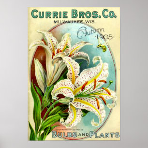 Catalogus  Lilium Plant Poster
