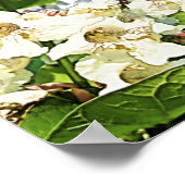 Catalpa Boom Vierkant bloemen Poster (Hoek)
