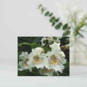Catalpa fleurit ~ carte postale (Debout devant)