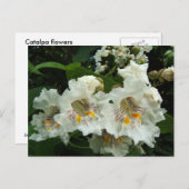 Catalpa fleurit ~ carte postale (Devant / Derrière)