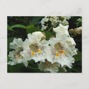 Catalpa fleurit ~ carte postale