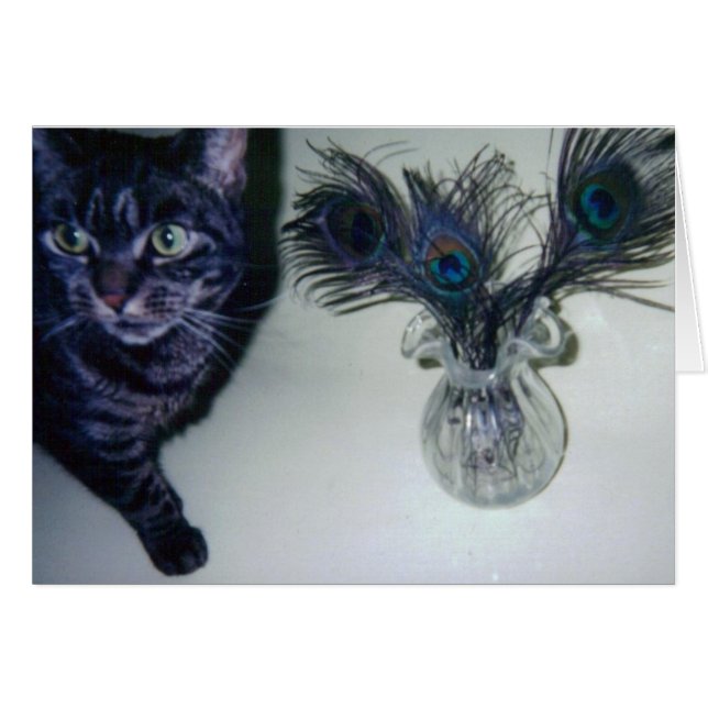 catandpeacockfeathers 001 (Devant horizontal)