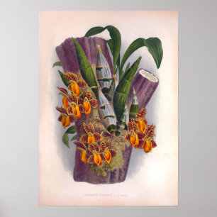  catasetum Pulchrum Kleine Oranje Orchideeën Poster