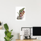 Catasetum splendens poster (Thuiskantoor)