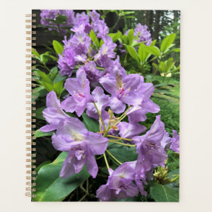 Catawbiense Boursault Rhododendrons, Oregon