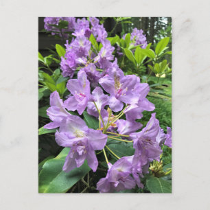 Catawbiense Boursault Rhododendrons, Oregon Briefkaart