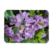 Catawbiense Boursault Rhododendrons, Oregon Magneet (Horizontaal)