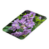 Catawbiense Boursault Rhododendrons, Oregon Magneet (Linkerzijde)