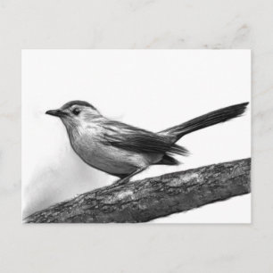 Catbird Briefkaart