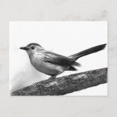 Catbird Briefkaart (Voorkant)