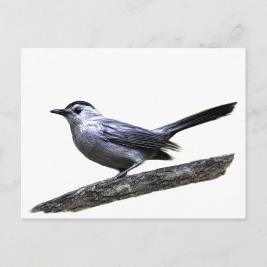 Catbird Briefkaart (Voorkant)