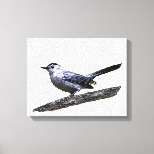 Catbird Canvas Afdruk (Voorkant)