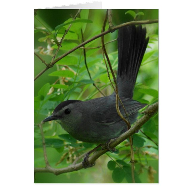 Catbird Card (Voorkant)